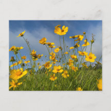 Postal de campo de flores amarillas