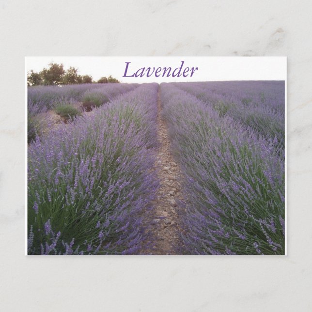 Postal de campo de lavanda (Anverso)