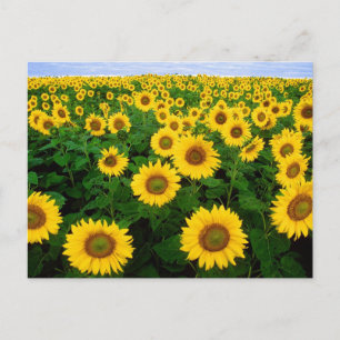 Postal de campo girasol