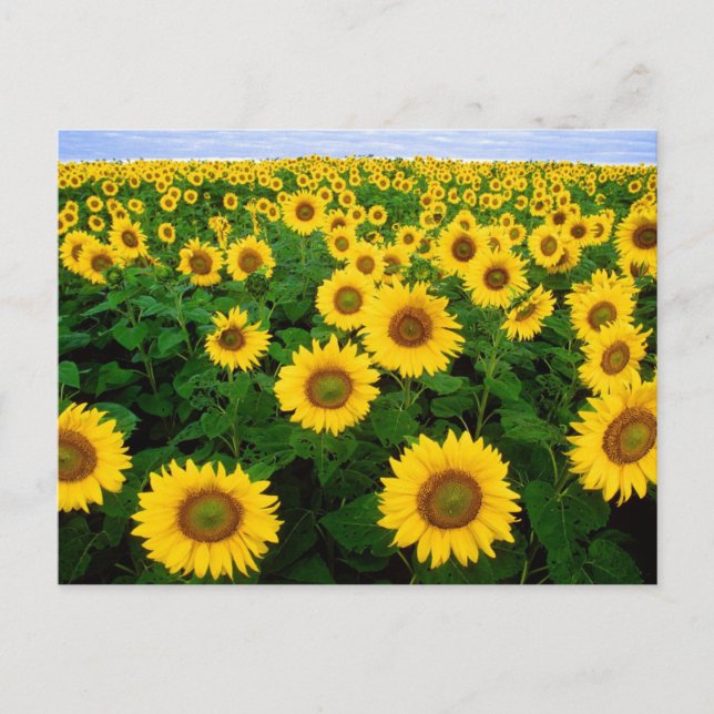 Postal de campo girasol (Anverso)