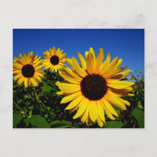 Postal de campo girasol