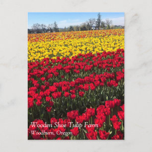 Postal de campo tulipán rojo y amarillo
