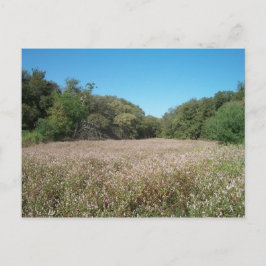 Postal de campos de lavanda