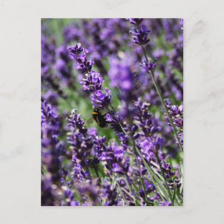 Postal de campos de lavanda