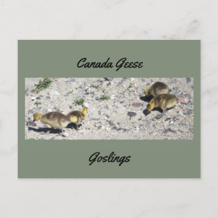 Postal de Canada Geese Goslings