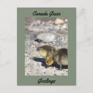 Postal de Canada Geese Goslings