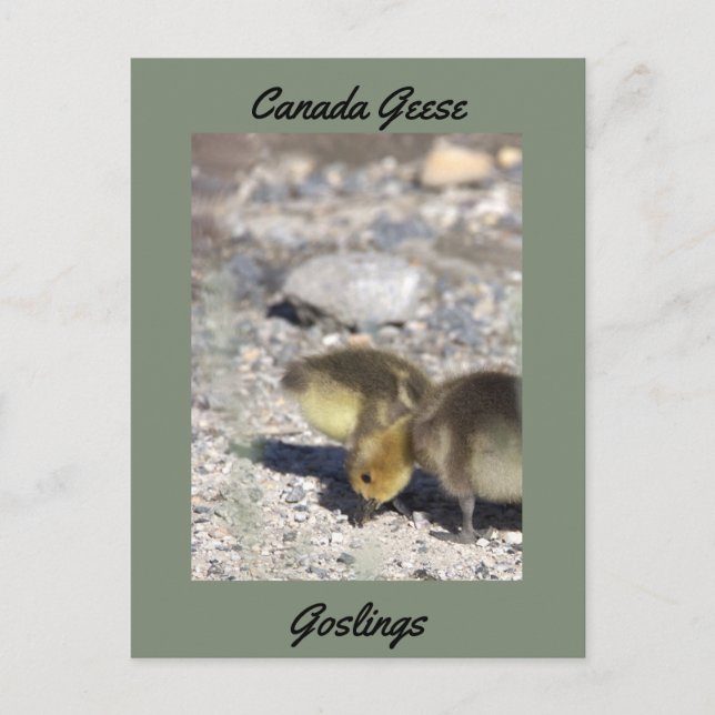 Postal de Canada Geese Goslings (Anverso)