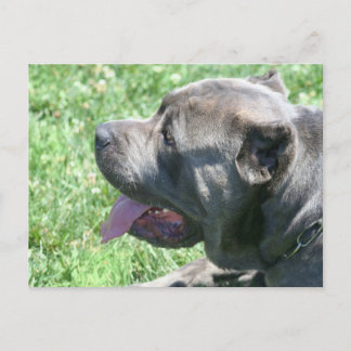 Postal de Cane Corso