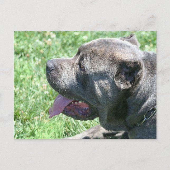 Postal de Cane Corso (Anverso)