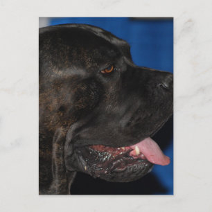 Postal de cane Corso Dog