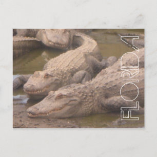 Postal de caos de Florida