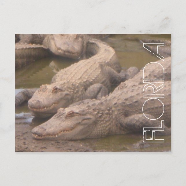 Postal de caos de Florida (Anverso)