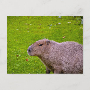 Postal de Capibara