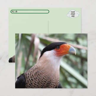 Postal de Caracara en calma
