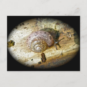 Postal de caracol de Woodland