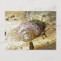 Postal de caracol de Woodland