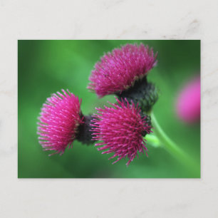 Postal de cardo morado