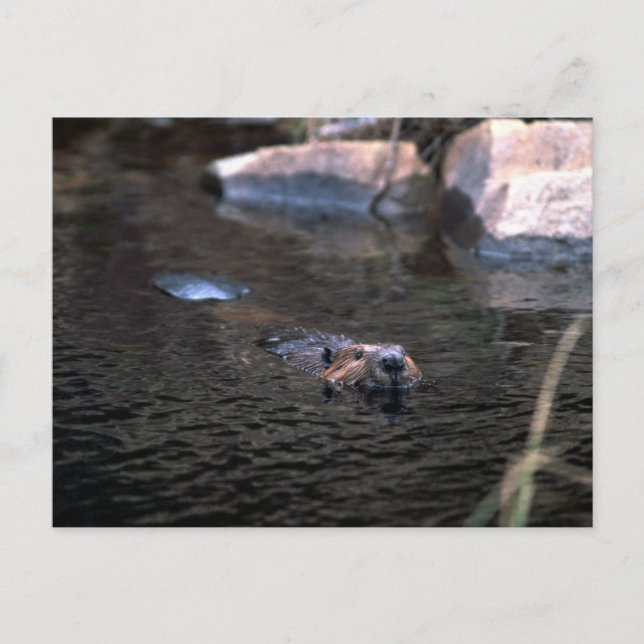 Postal de castor (Anverso)