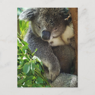 Postal de Casual Koala