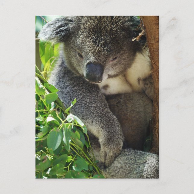 Postal de Casual Koala (Anverso)