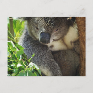 Postal de Casual Koala