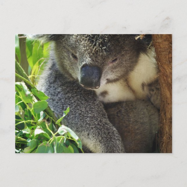 Postal de Casual Koala (Anverso)