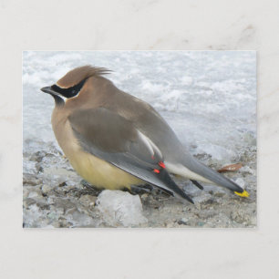 Postal de Cedar Waxwing