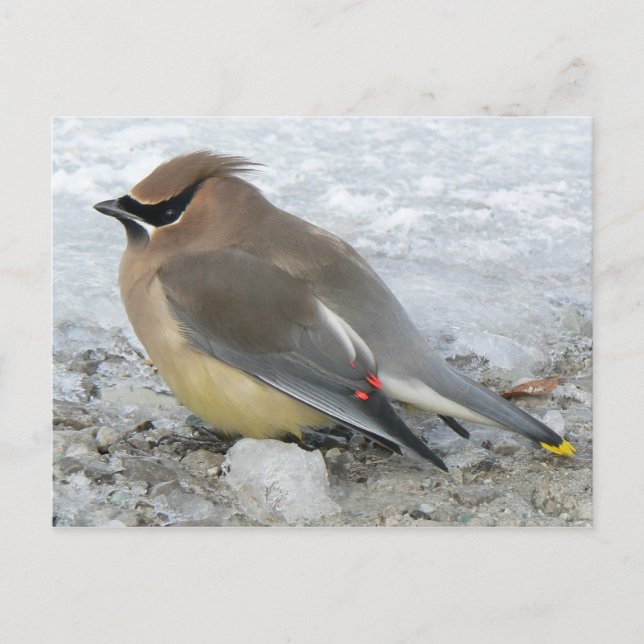 Postal de Cedar Waxwing (Anverso)
