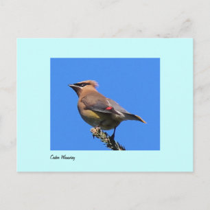Postal de Cedar Waxwing