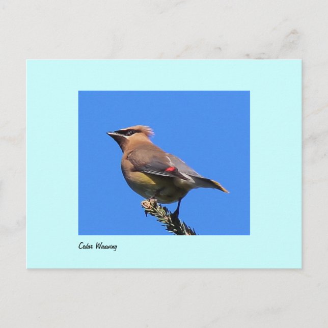 Postal de Cedar Waxwing (Anverso)