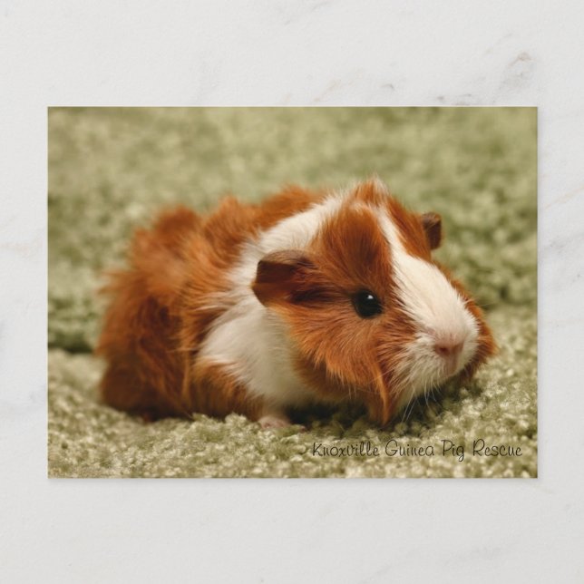 Postal de Cerdo Adorable Baby Guinea (Anverso)