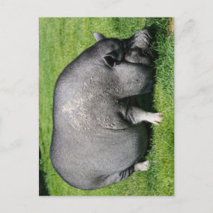Postal de cerdo de barriga