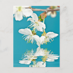 Postal de cerezo-flor