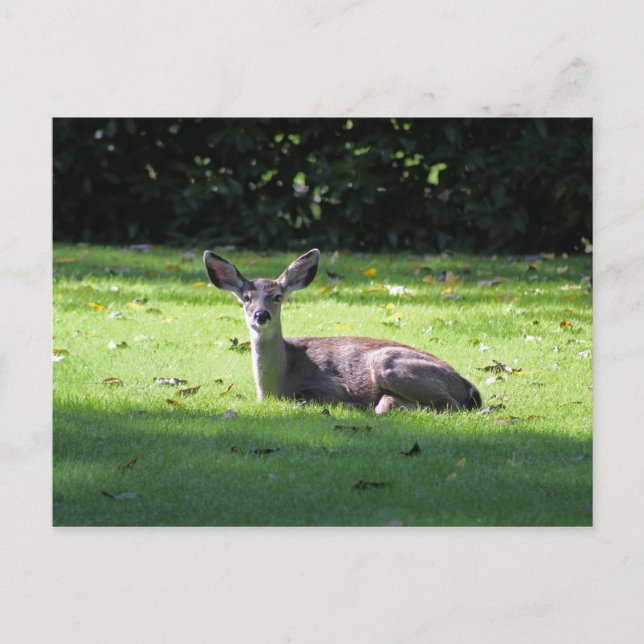 Postal de césped de renegamiento de ciervos (Anverso)