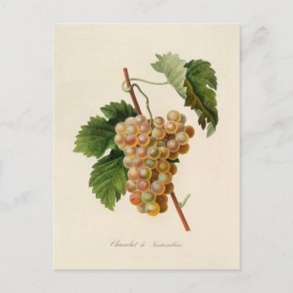 Postal de Chasselat de Fontainebleau