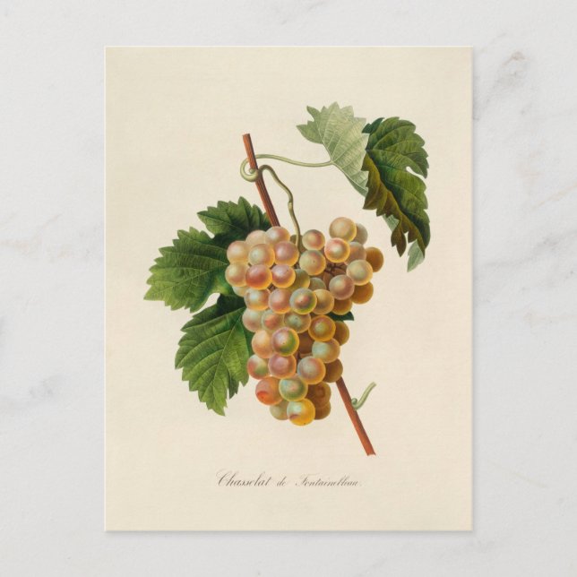 Postal de Chasselat de Fontainebleau (Anverso)