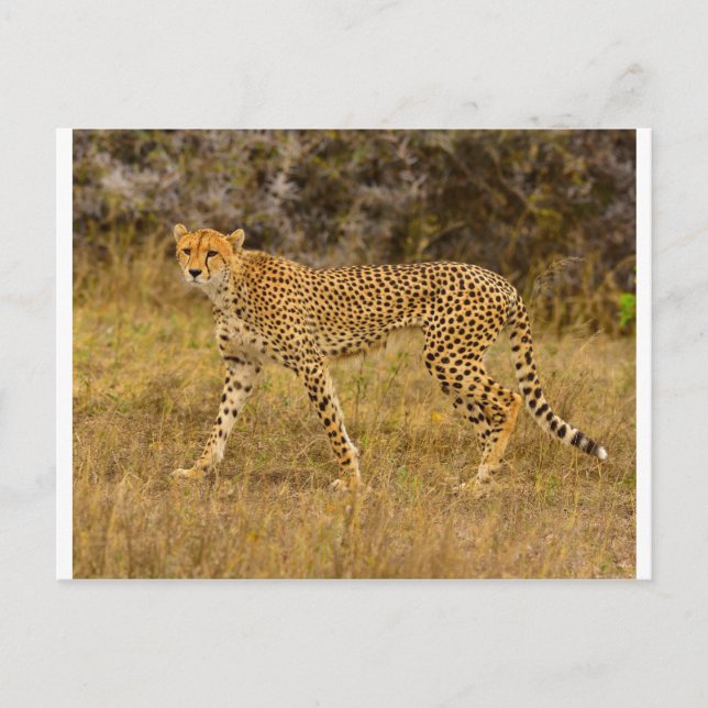 Postal de Cheetah (Anverso)