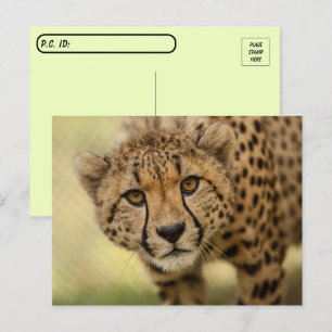 Postal de Cheetah Cub