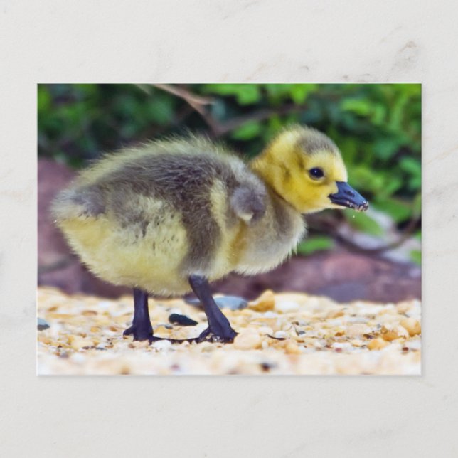 Postal de Chick Goose (Anverso)
