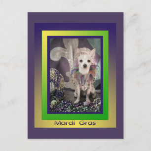 Postal de Chihuahua Dog Mardi Gras