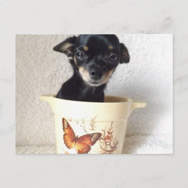 Postal de chihuahua dormido (Anverso)