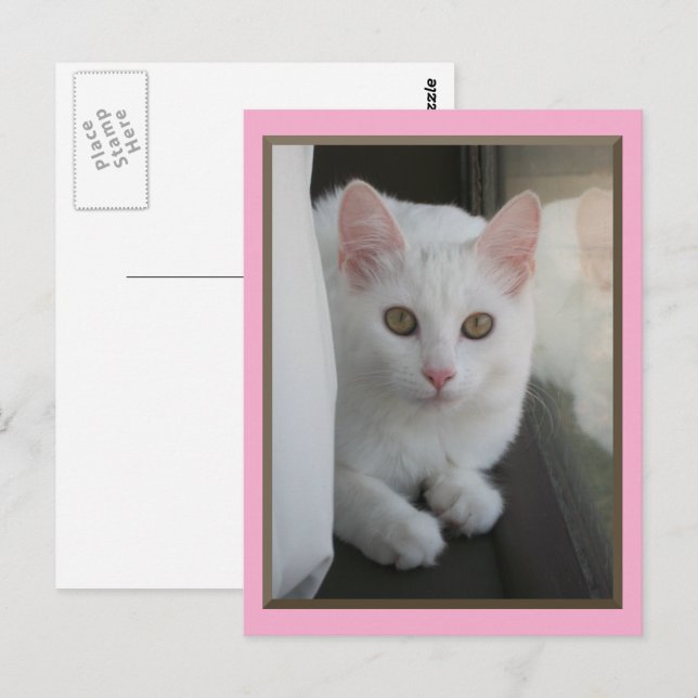Postal de Chillin para gato blanco (Anverso / Reverso)