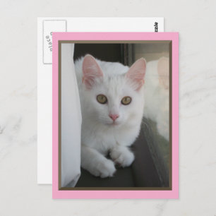 Postal de Chillin para gato blanco