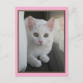 Postal de Chillin para gato blanco