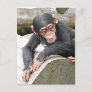 Postal de chimpancé para bebés
