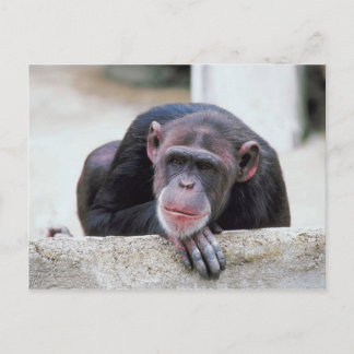 postal de Chimpanzee
