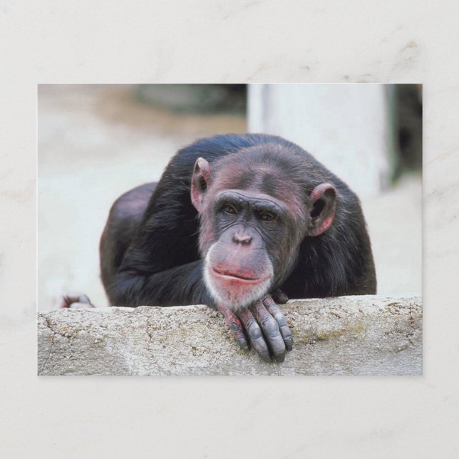postal de Chimpanzee (Anverso)