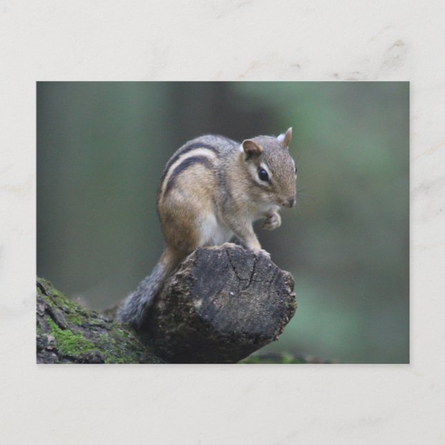 postal de Chipmunk (Anverso)