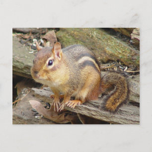 Postal de Chipmunk 2