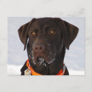 Postal de Chocolate Labrador